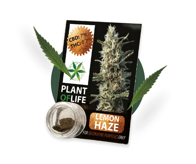 Product shot of CBD Solid from Plant of life brand.