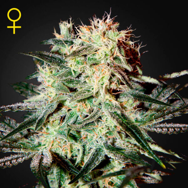 Green House Seeds | Autoflowering Cannabis Seeds - Arjan's Strawberry Haze – 3pcs image of the bud