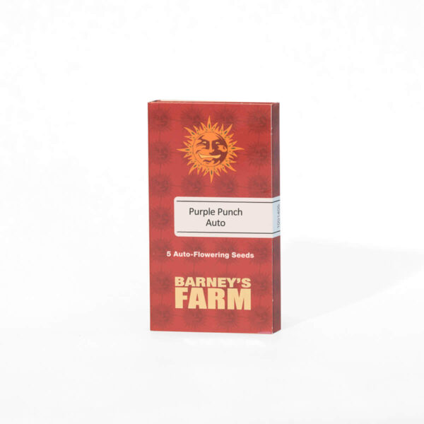 Barneys Farm | Autoflowering Cannabis Seeds - Purple Punch Auto – package - 3pcs