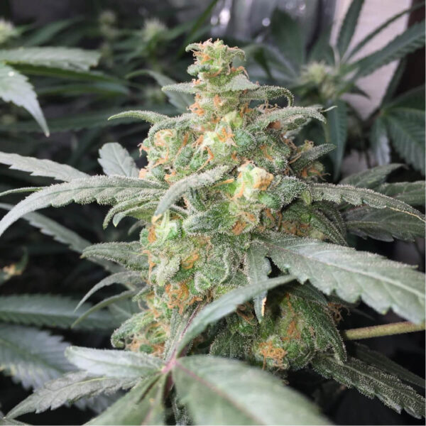 Fast Buds | Autoflowering Cannabis Seeds - Green Crack Auto – pic - 2 - 3pcs