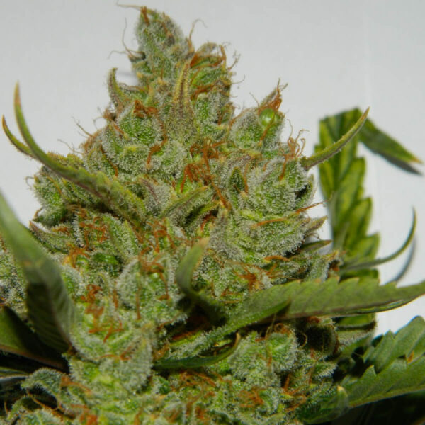 Fast Buds | Autoflowering Cannabis Seeds - Green Crack Auto – picture - 1 -3pcs