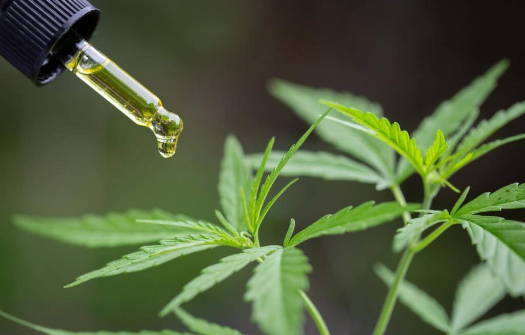 Cannabis oil dropper with CBD (cannabidiol) and cannabis leaves in the background