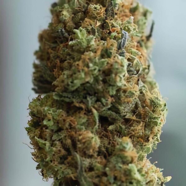 Dinafem | Autoflowering Cannabis Seeds - Blue Kush Auto – flower - pic - 2