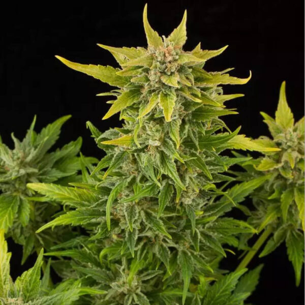 Dinafem | Autoflowering Cannabis Seeds - Fruit Auto – pic - 1