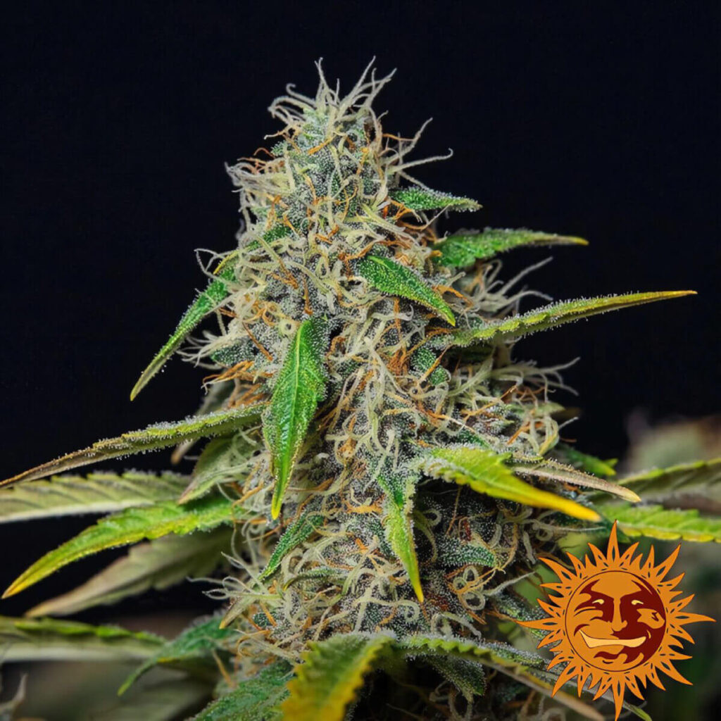 Barneys Farm | Autoflowering Cannabis Seeds | Purple Punch Auto