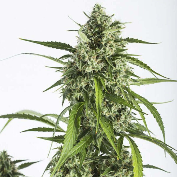 Dinafem | Autoflowering Cannabis Seeds - White Widow XXL Auto – plant pic -1