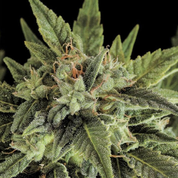 Dinafem | Autoflowering Cannabis Seeds - Fruit Auto – flower photo - 2
