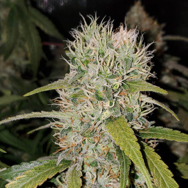 Green House Seeds | Autoflowering Cannabis Seeds – Super Critical Auto – 3pcs - bud photo - 2
