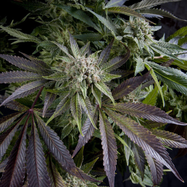 Pyramid Seeds | Autoflowering Cannabis Seeds – photo of buds - 2