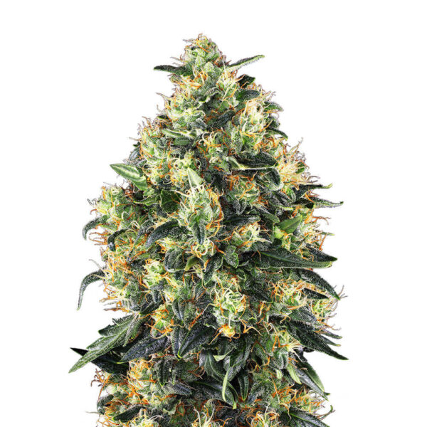 Sensi Seeds | Autoflowering Cannabis Seeds – Super Skunk Auto – 3pcs - buds photo - 2