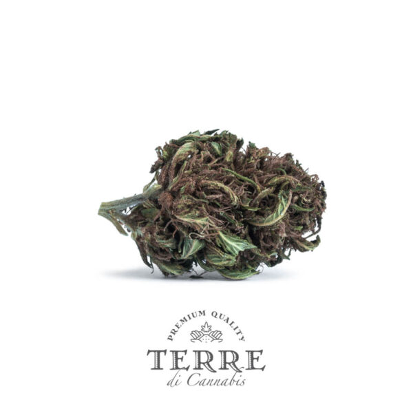 Terre Di Cannabis Stella - 2gr. - photo of the bud - 3