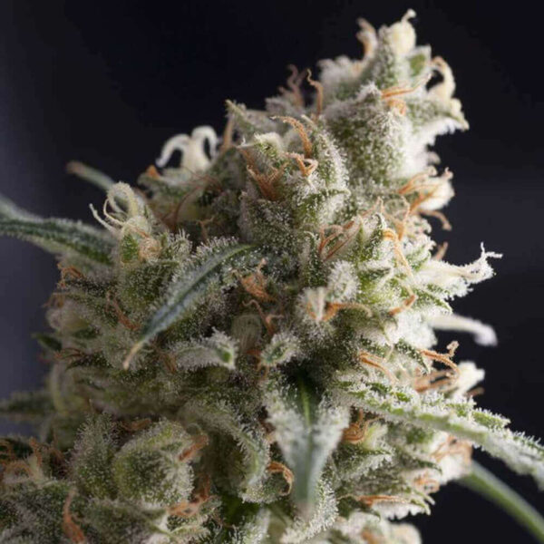 Pyramid Seeds | Feminized Cannabis Seeds – Lennon – 3pcs - bud photo - 2