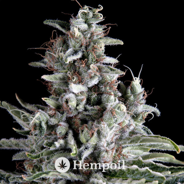 Anosia haze αυτόματοι σπόροι κάνναβης της Hippocrates Seeds, φωτογραφία φυτού.