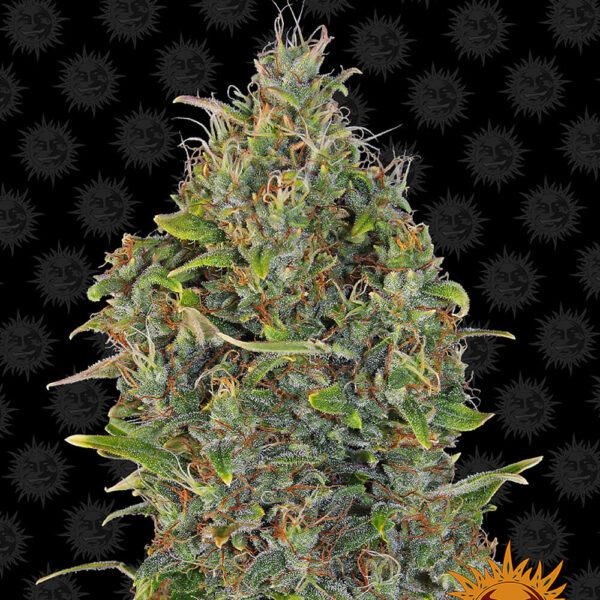 Barneys Farm | Autoflowering Cannabis Seeds - Critical Kush Auto cannabis flower for indoor and outdoor grow.