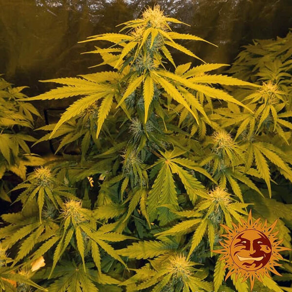 Barneys Farm | Autoflowering Cannabis Seeds - Critical Kush Auto cannabis plant grow. Autoflowering.