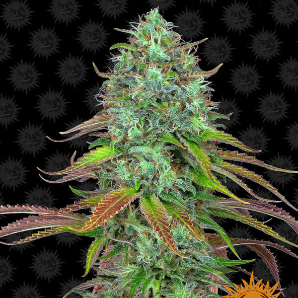 Barneys Farm | Autoflowering Cannabis Seeds - LSD Auto cannabis plant indoors and outdoors. The best seed.