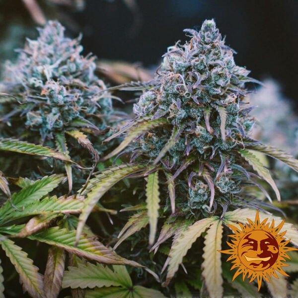Barneys Farm | Autoflowering Cannabis Seeds - LSD Auto cannabis plant flower. Indoor and Outdoor crop. Greece and Cyprus.