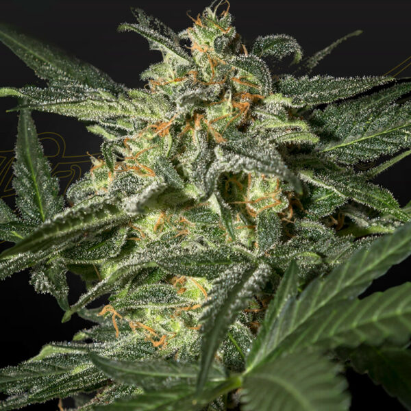 Green House Seeds | Autoflowering Cannabis Seeds - White Widow x Ruderalis Auto cannabis plant THC CBD.
