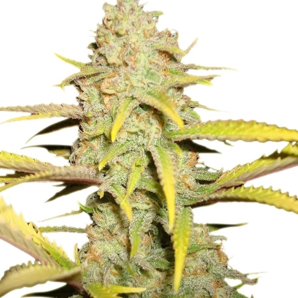 Plant OG Kush Royal Queen Seeds cannabis seeds autoflowering and feminized to buy in Greece and Europe Wholesale and Retail.