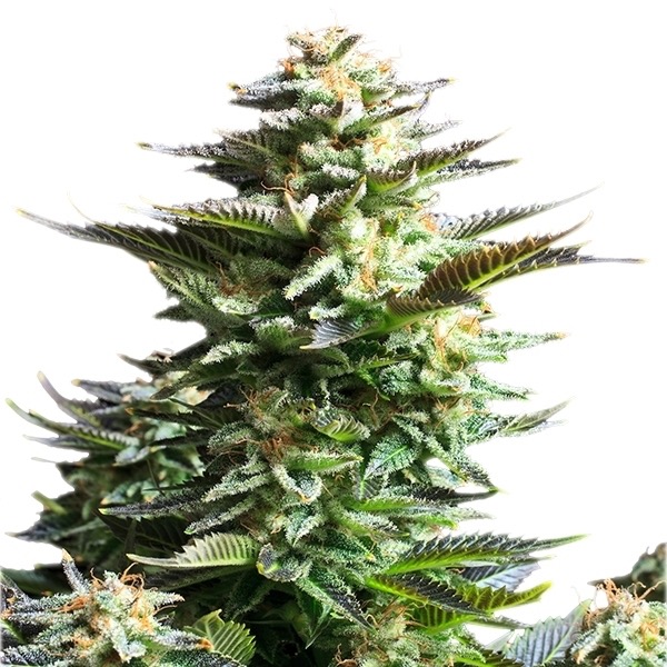 Plant Amnesia Haze Royal Queen Seeds cannabis seeds autoflowering and feminized to buy in Greece and Europe Wholesale and Retail.