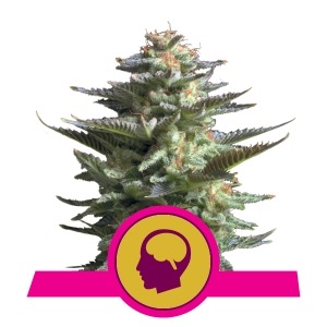 Flowering Amnesia Haze Royal Queen Seeds cannabis seeds autoflowering and feminized to buy in Greece and Europe Wholesale and Retail.
