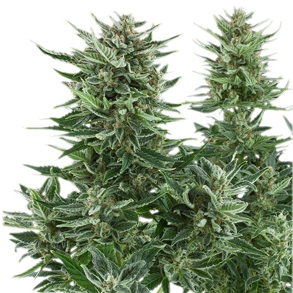 Plant Easy Bud Auto Royal Queen Seeds cannabis seeds automatic and feminized to buy in Greece and Europe Wholesale and Retail