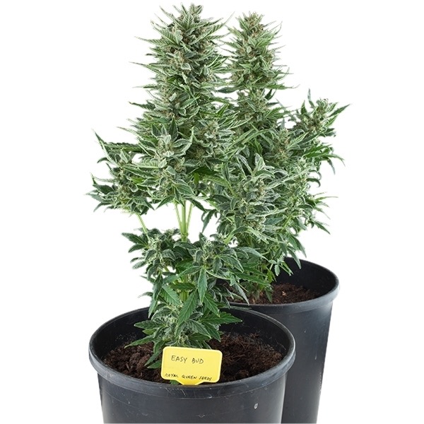 Plants Easy Bud Auto Royal Queen Seeds cannabis seeds automatic and feminized to buy in Greece and Europe Wholesale and Retail