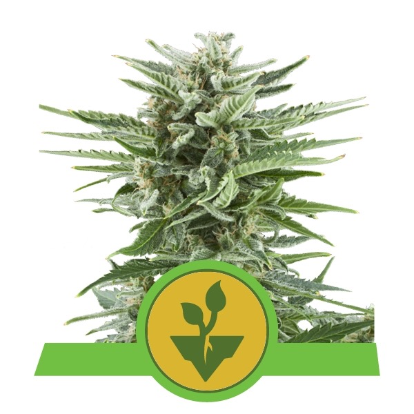 Flowering Easy Bud Auto Royal Queen Seeds cannabis seeds automatic and feminized to buy in Greece and Europe Wholesale and retail