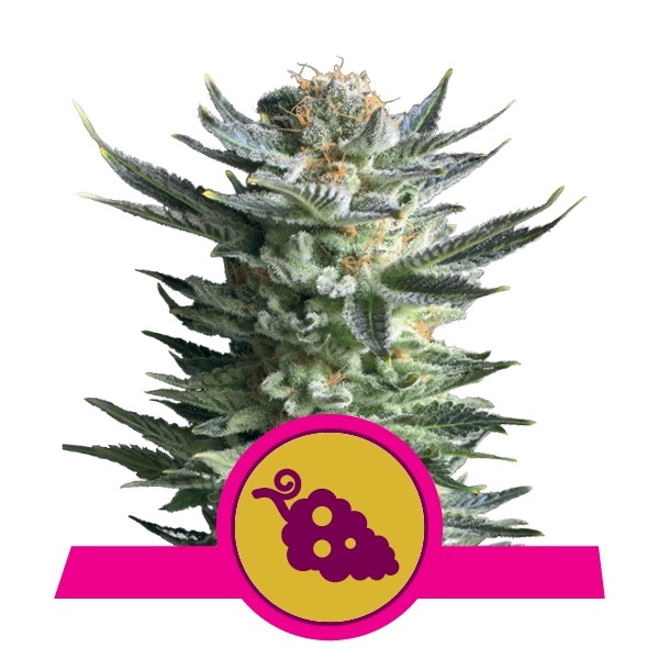 Flowering Fruit Spirit Royal Queen Seeds cannabis seeds automatic and feminized to buy in Greece and Europe Wholesale and retail