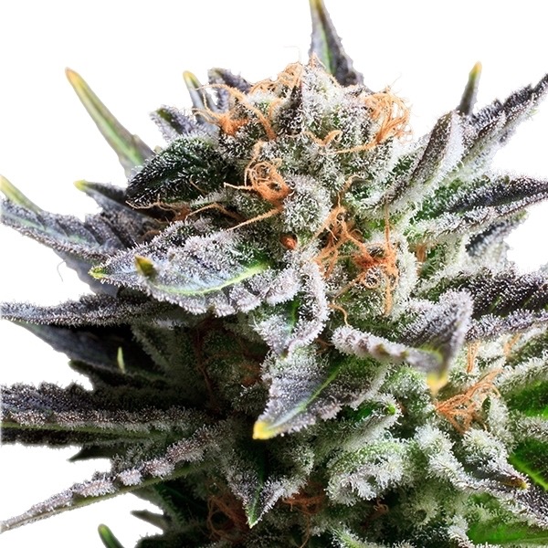 Plant Fruit Spirit  Royal Queen Seeds cannabis seeds automatic and feminized to buy in Greece and Europe Wholesale and Retail