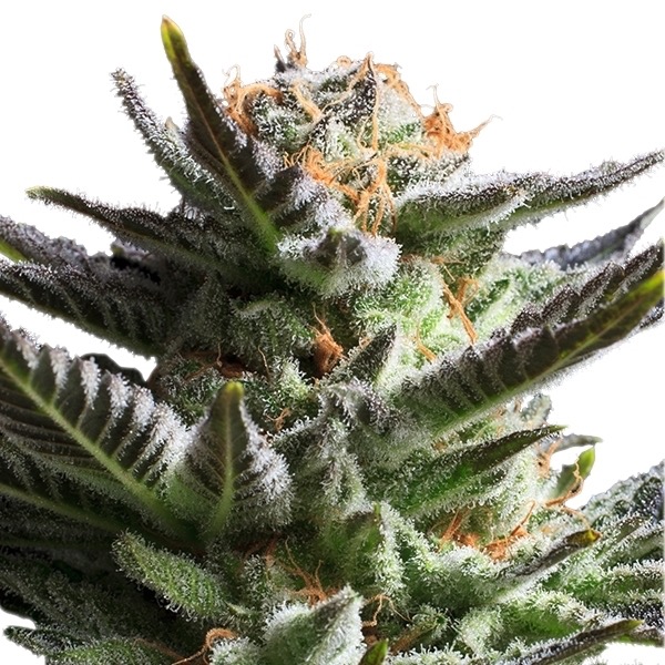 Flower Fruit Spirit Royal Queen Seeds cannabis seeds automatic and feminized to buy in Greece and Europe Wholesale and Retail