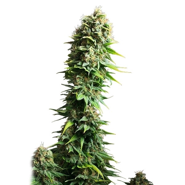 Plants Fruit Spirit Royal Queen Seeds cannabis seeds automatic and feminized to buy in Greece and Europe Wholesale and Retail