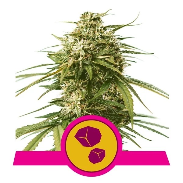 Flowering Gushers Royal Queen Seeds cannabis seeds autoflowering and feminized to buy in Greece and Europe Wholesale and Retail.