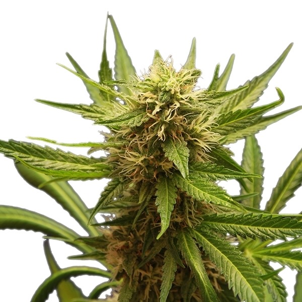 Plant Northern Light Royal Queen Seeds cannabis seeds autoflowering and feminized to buy in Greece and Europe Wholesale and Retail.