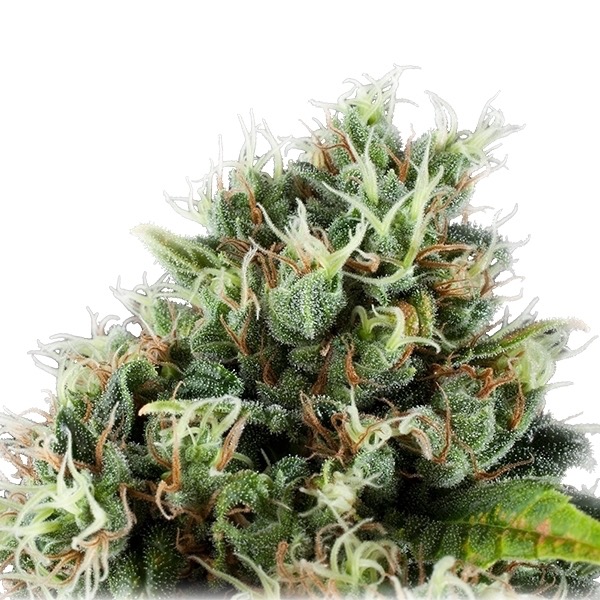 Plant Power Flower Royal Queen Seeds cannabis seeds autoflowering and feminized to buy in Greece and Europe Wholesale and Retail.