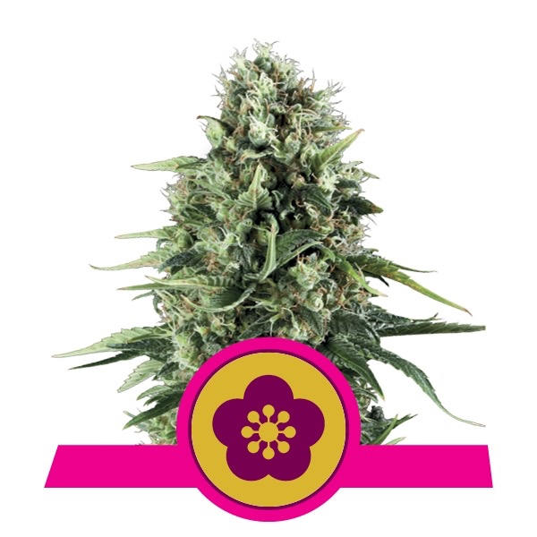 Flowering Power Flower Royal Queen Seeds cannabis seeds autoflowering and feminized to buy in Greece and Europe Wholesale and Retail.