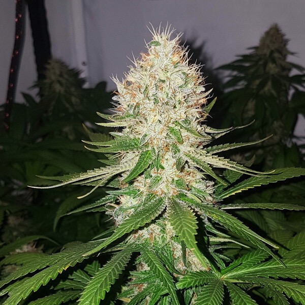 Plant Shining Silver Haze Royal Queen Seeds cannabis seeds autoflowering and feminized to buy in Greece and Europe Wholesale and Retail.