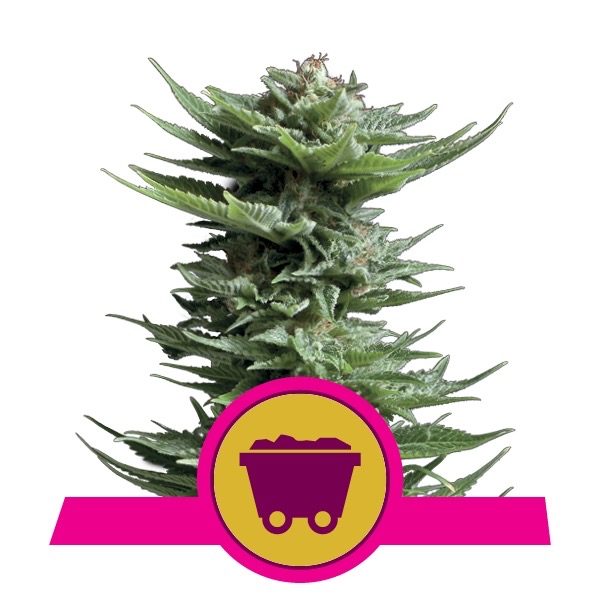 Flowering Shining Silver Haze Royal Queen Seeds cannabis seeds autoflowering and feminized to buy in Greece and Europe Wholesale and Retail.