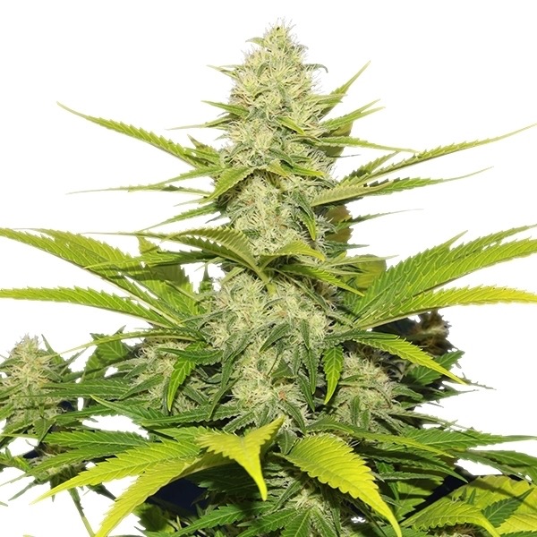 Plant Skunk XL Royal Queen Seeds cannabis seeds autoflowering and feminized to buy in Greece and Europe Wholesale and Retail.
