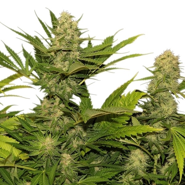 Plants Skunk XL Royal Queen Seeds cannabis seeds autoflowering and feminized to buy in Greece and Europe Wholesale and Retail.