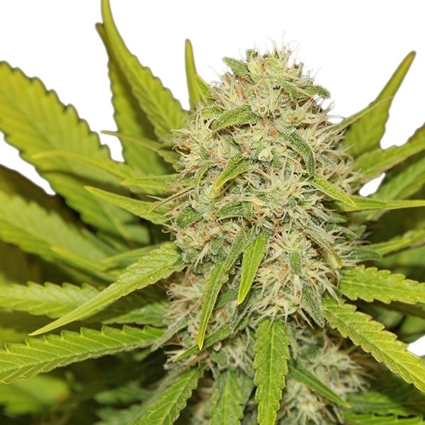 Flower Skunk XL Royal Queen Seeds cannabis seeds autoflowering and feminized to buy in Greece and Europe Wholesale and Retail.