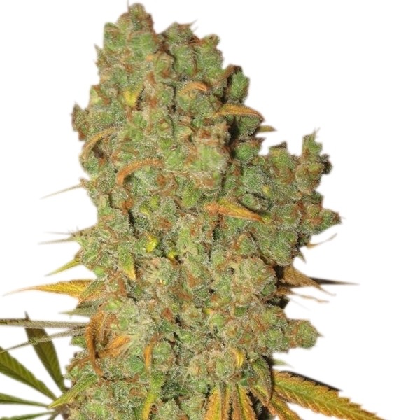 Bud Special Kush #1 Royal Queen Seeds cannabis seeds autoflowering and feminized to buy in Greece and Europe Wholesale and Retail.