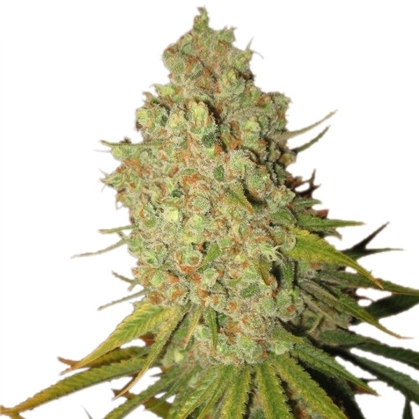 Plant Special Kush #1 Royal Queen Seeds cannabis seeds autoflowering and feminized to buy in Greece and Europe Wholesale and Retail.