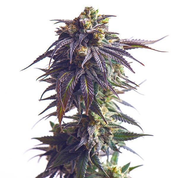 Plant Sundae Driver Royal Queen Seeds cannabis seeds autoflowering and feminized to buy in Greece and Europe Wholesale and Retail.