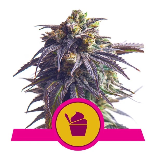 Flowering Sundae Driver Royal Queen Seeds cannabis seeds autoflowering and feminized to buy in Greece and Europe Wholesale and Retail.