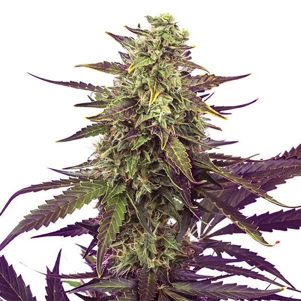 Plant Cereal Milk Royal Queen Seeds cannabis seeds autoflowering and feminized to buy in Greece and Europe Wholesale and Retail.