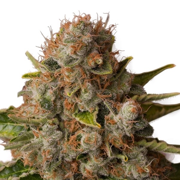 Plants White Widow Royal Queen Seeds cannabis seeds autoflowering and feminized to buy in Greece and Europe Wholesale and Retail.