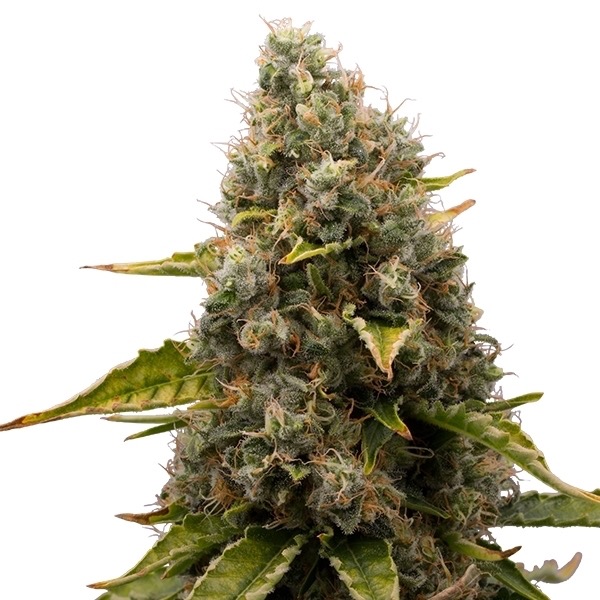 Flower White Widow Royal Queen Seeds cannabis seeds autoflowering and feminized to buy in Greece and Europe Wholesale and Retail.