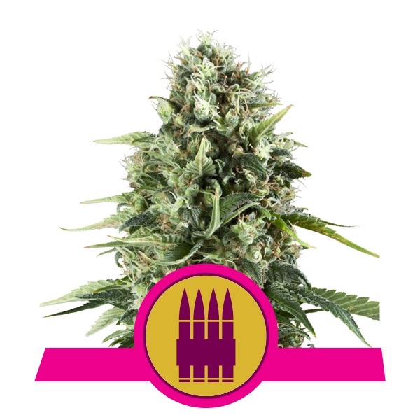 Flowering AK Royal Queen Seeds cannabis seeds autoflowering and feminized to buy in Greece and Europe Wholesale and Retail.