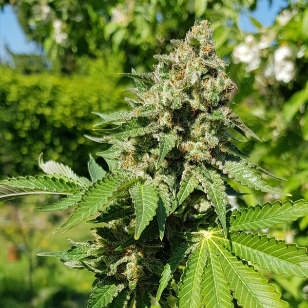 Plants Royal AK Royal Queen Seeds cannabis seeds autoflowering and feminized to buy in Greece and Europe Wholesale and Retail.